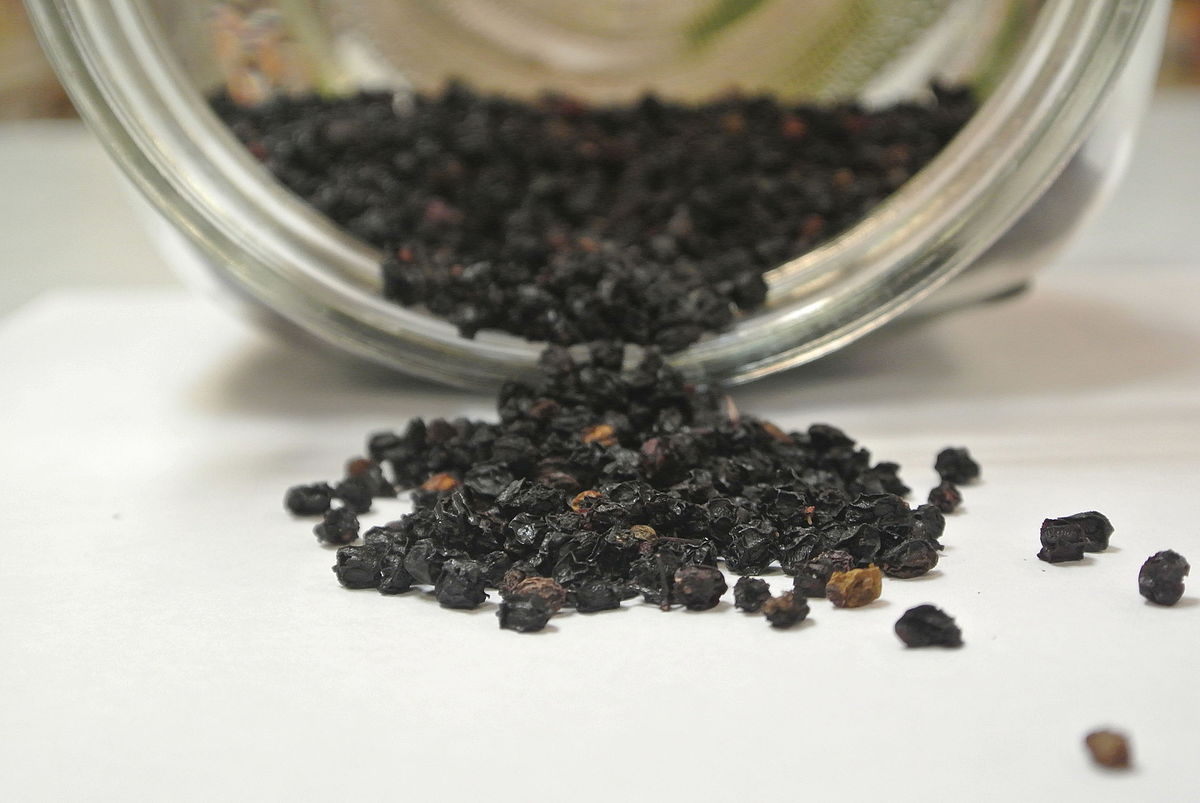 Elderberry: The Plant and it’s Benefits